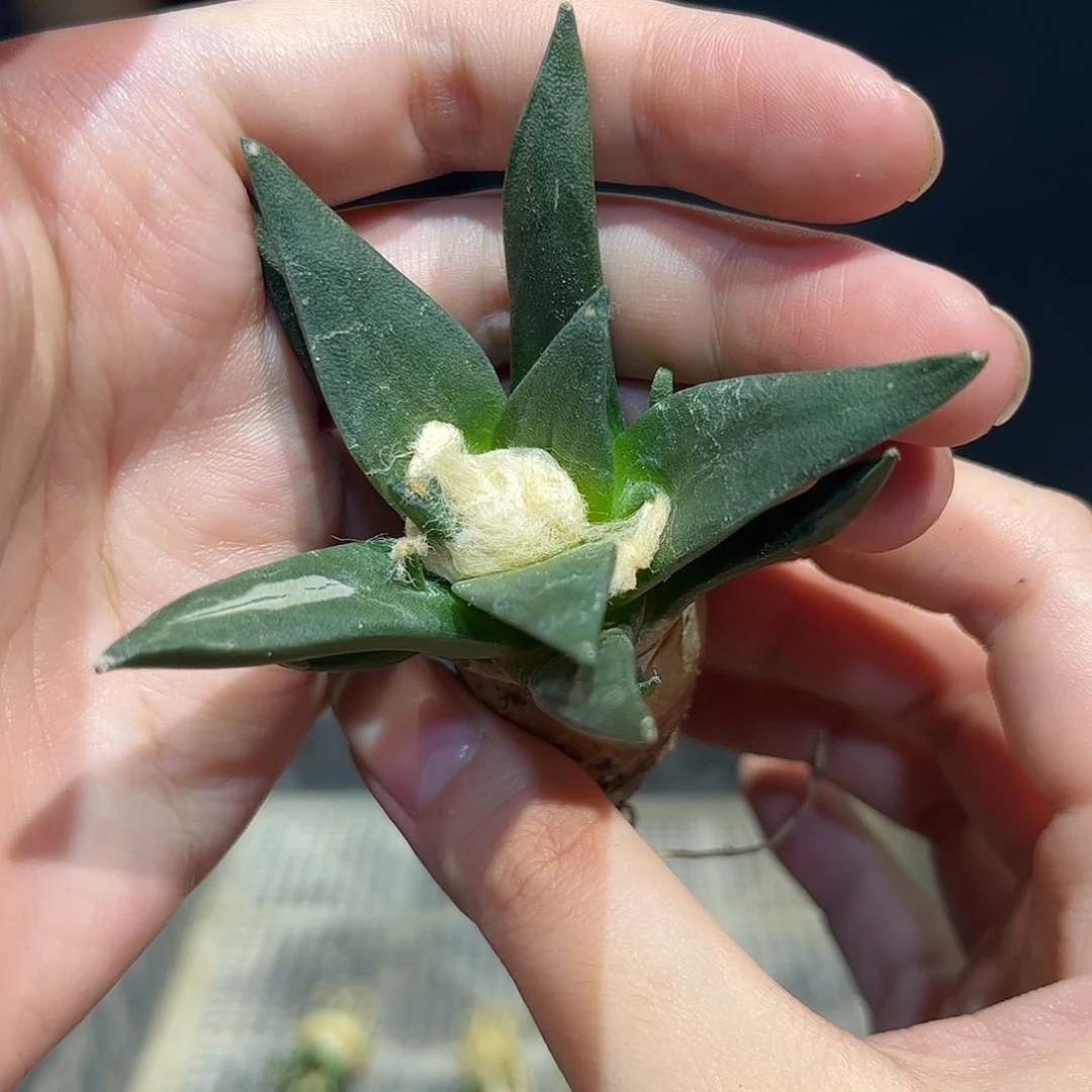 13号实生龙龙牙萝卜根