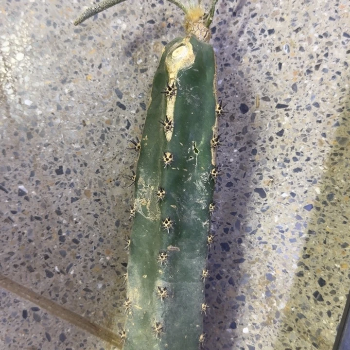 30黑刺嫁接美杜莎掉枝条无售后脱土发货，20包邮