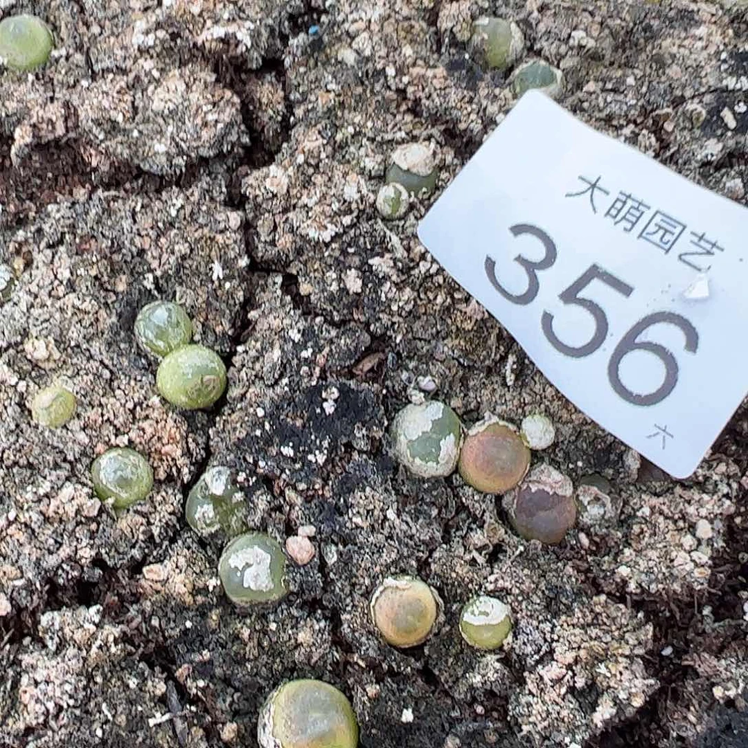 量拍两年半拉登5颗尺寸0.8上下356