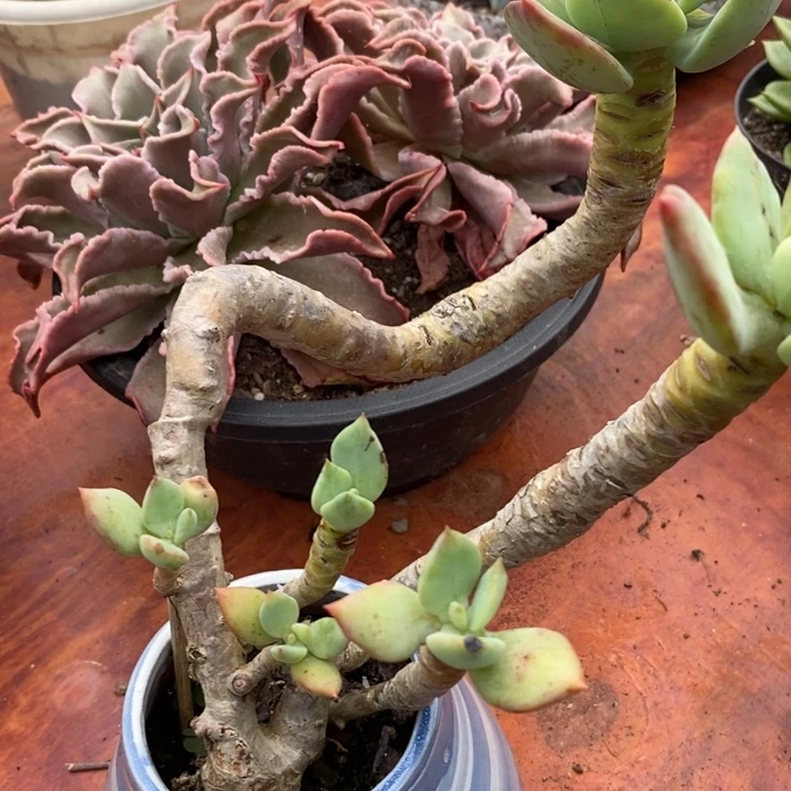 小***苏芒果美人整无砍多肉