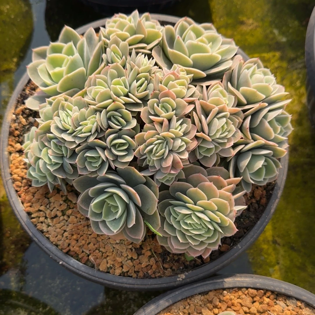 多肉植物多肉植物