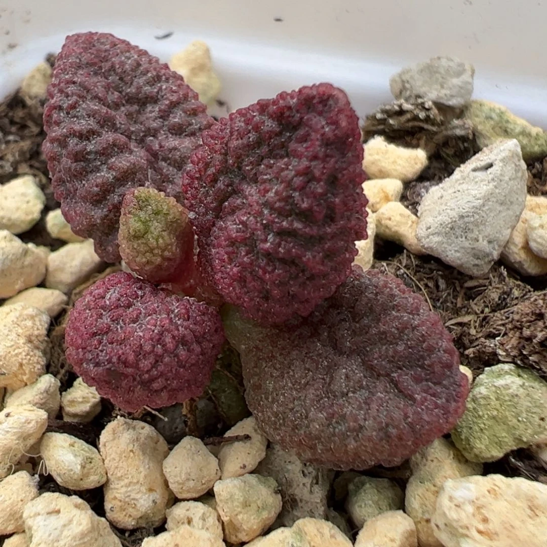福利款实生新品多肉植物水泡