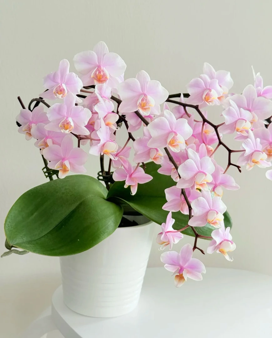 稀有品不带剑《槟榔西施》3.0寸杯/苗子发货不带花/凑两单包邮