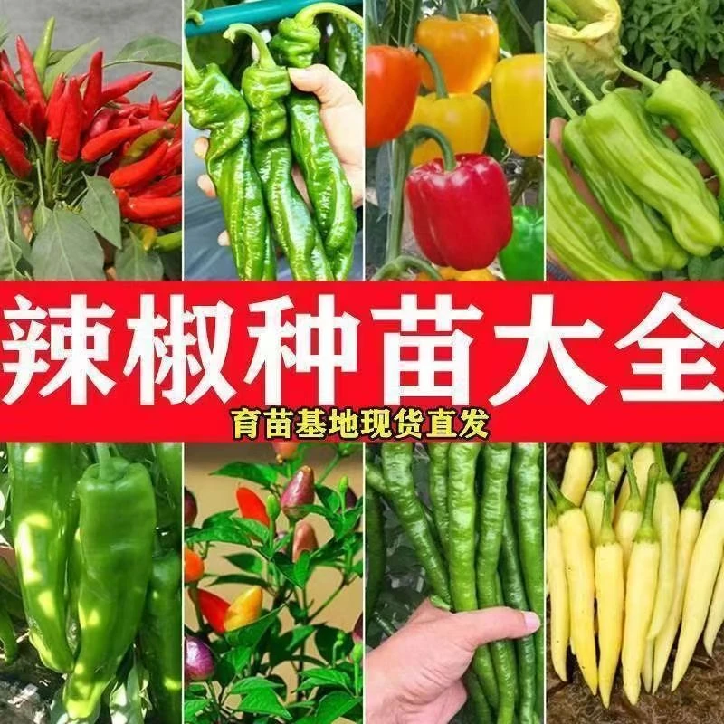 四季辣椒秧苗大礼包牛角椒螺丝椒辣新鲜蔬菜秧苗多种辣椒苗大礼包