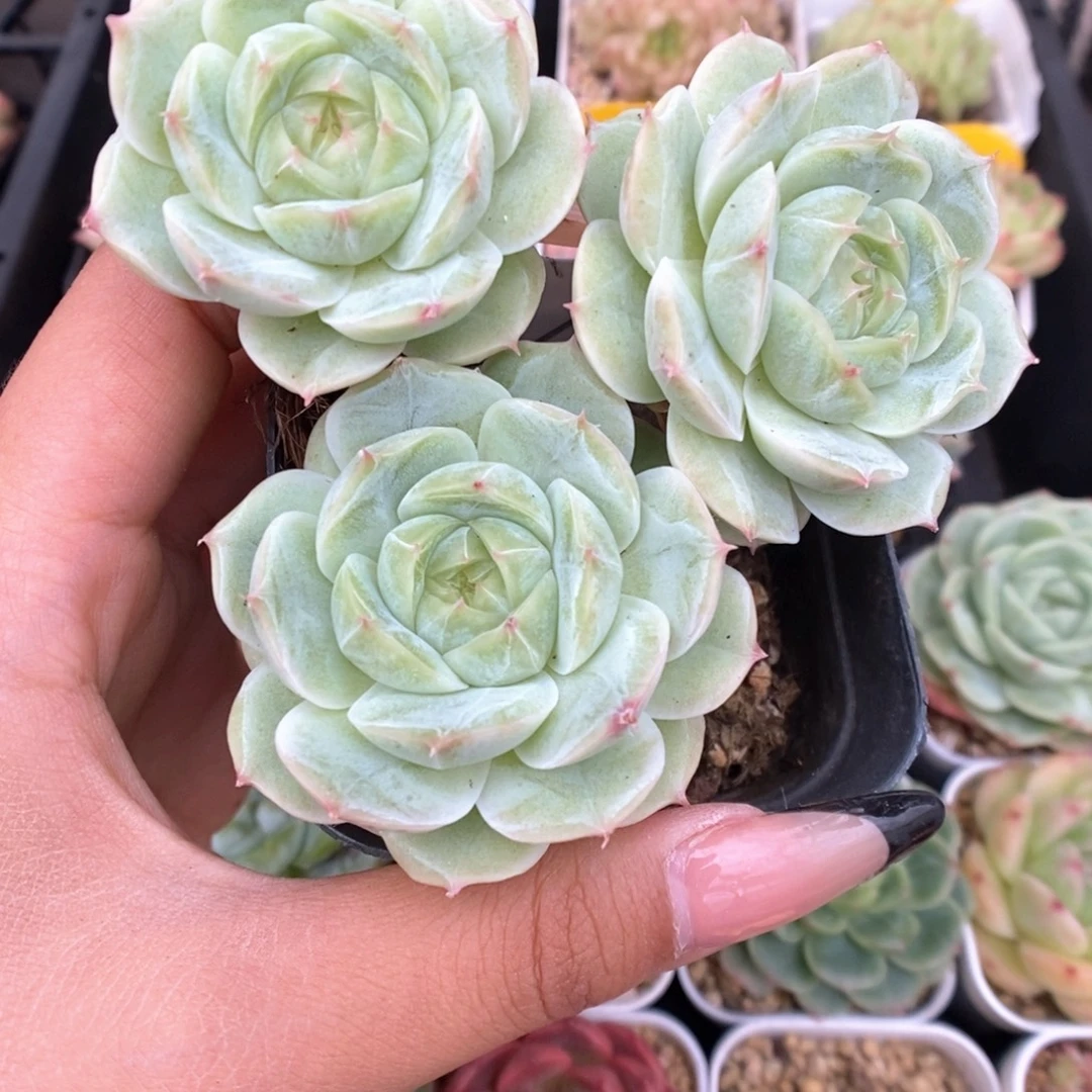 白芷珍妮群生462号。