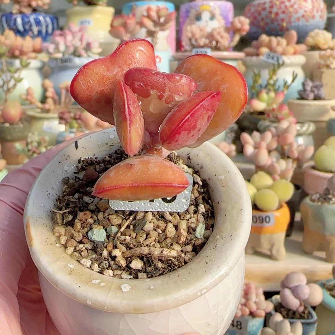 爱心水泡 盆口5cm