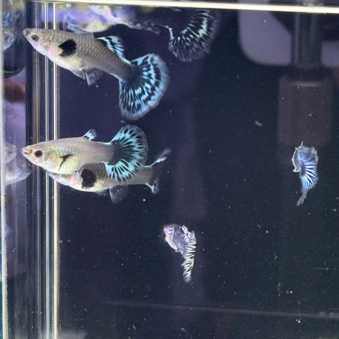 青花瓷孔雀鱼 精品高端鱼 带肚孕母 清水发货 〈凭开箱视频包损〉