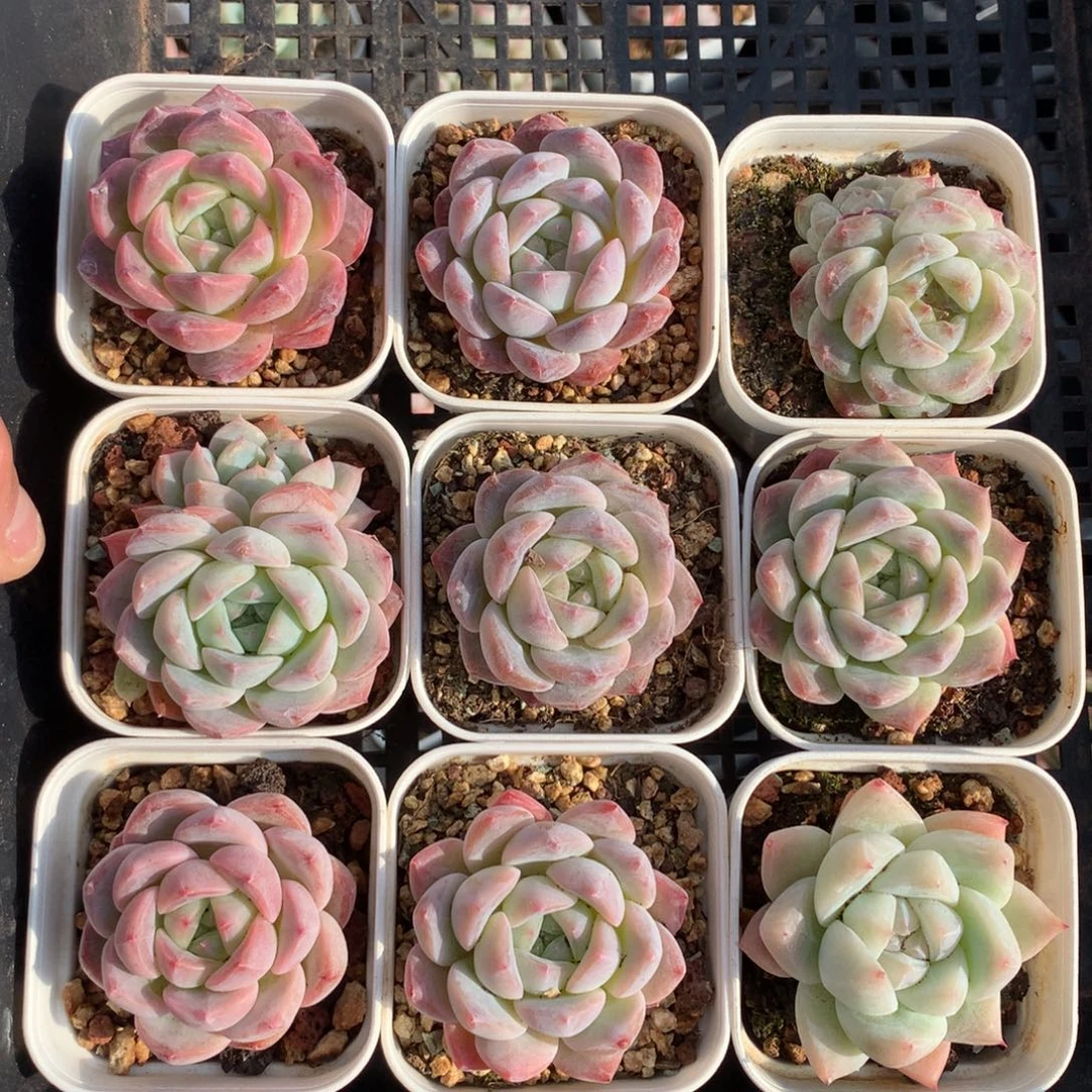 1207-82 糖心新品套餐