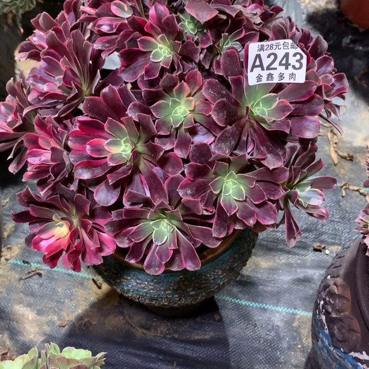 243多肉植物一物一拍