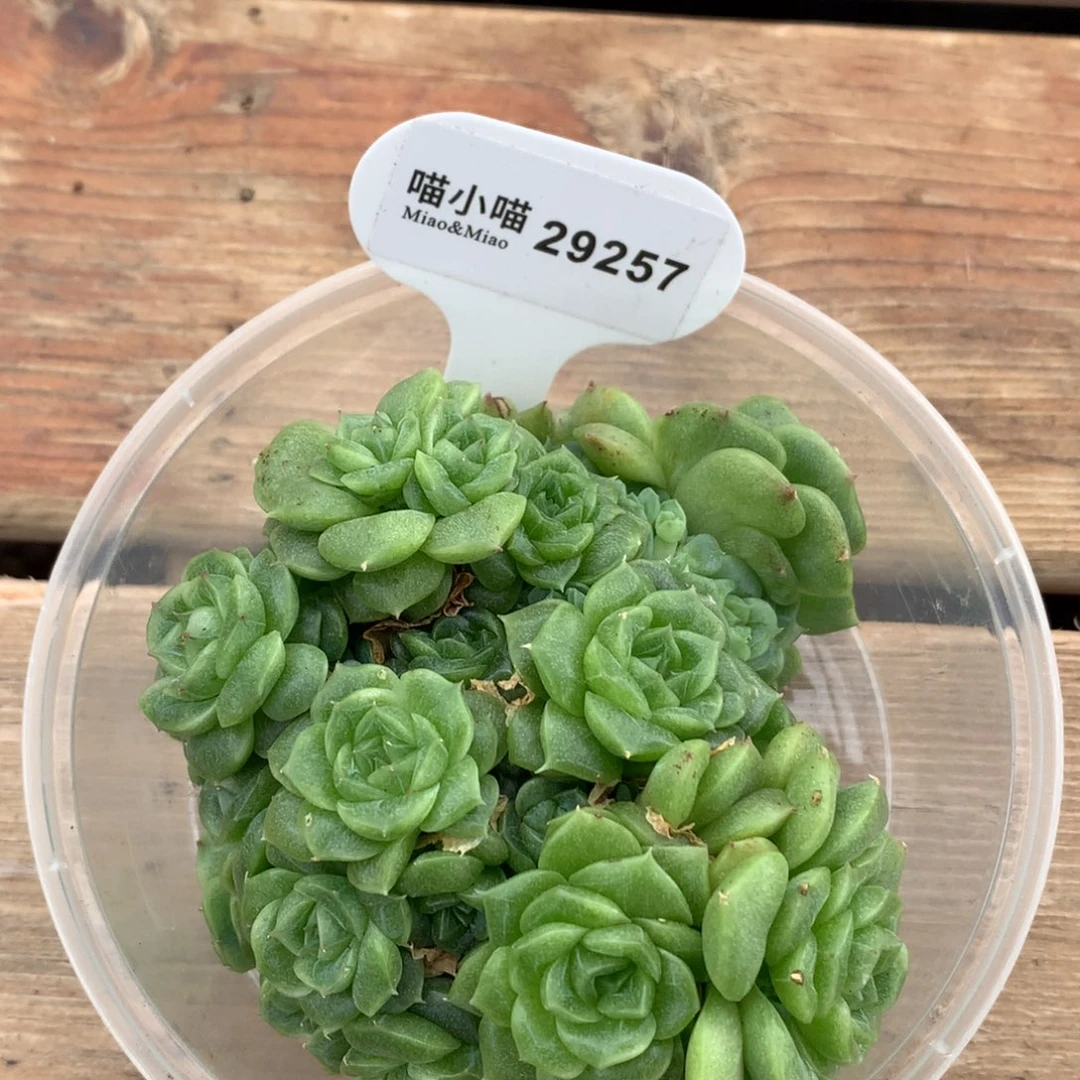 y***r多肉植物杂交珍妮
