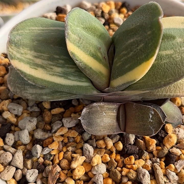 32脱土发货1111111111