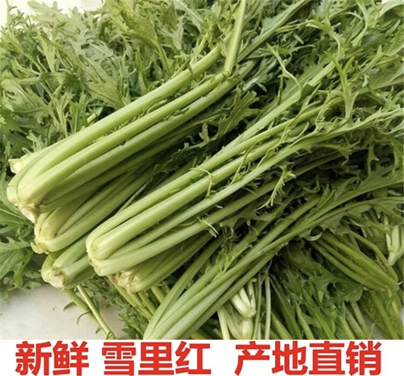 农家露天种植新鲜雪里红可腌制酸菜腊菜的蔬菜