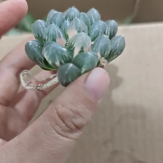 一物一拍，实生玉露锦！！