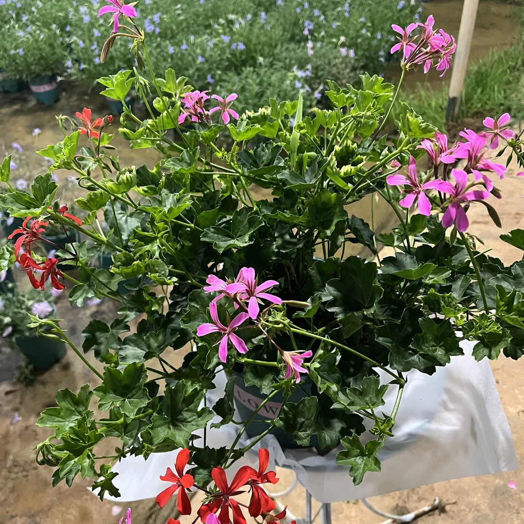 龙卷风垂吊天竺葵盆栽耐热好养易爆花带花和花苞适合阳台种植