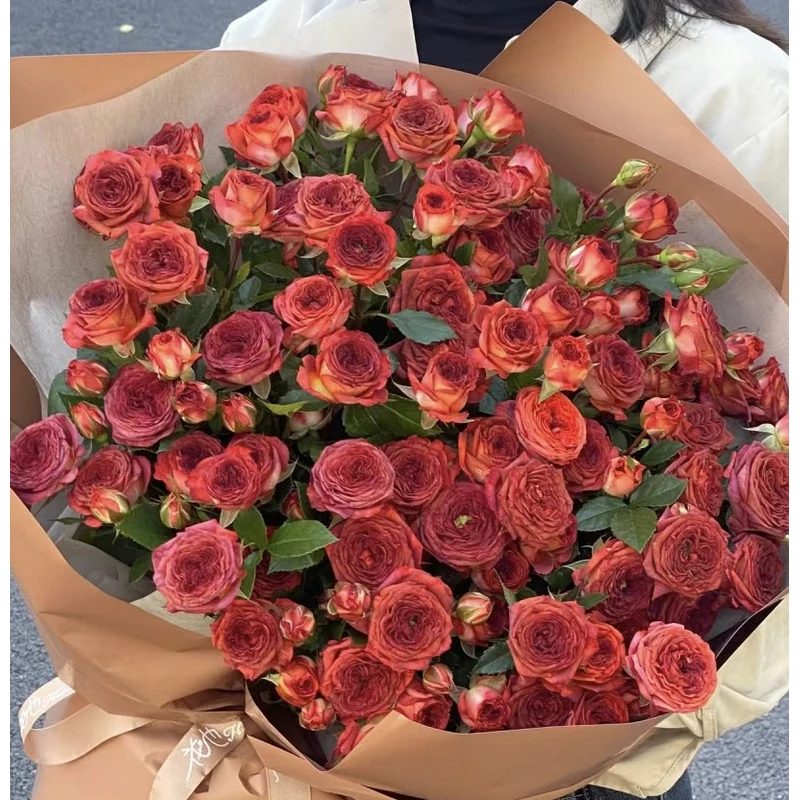 巧克力泡泡多头玫瑰10枝-新鲜家养云南基地鲜花家庭养护