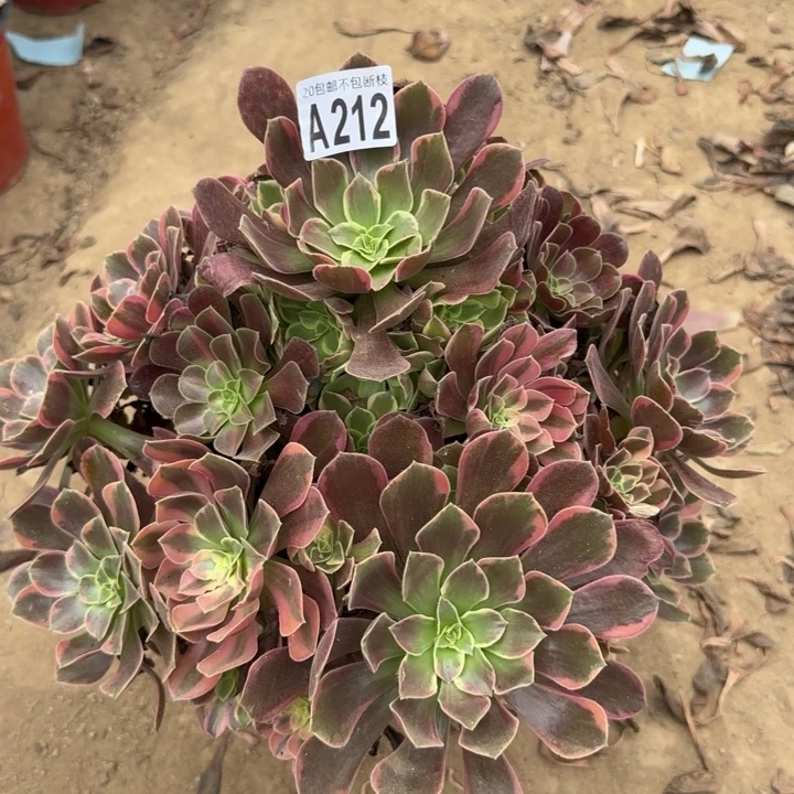金丝缺……多肉植物……