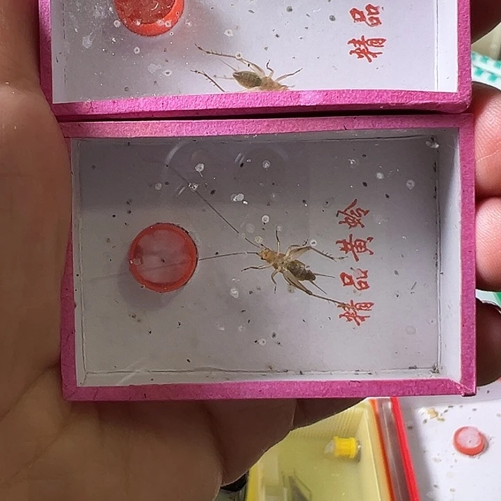 钟***生蟋蟀哈哈哈哈哈哈哈哈哈哈哈