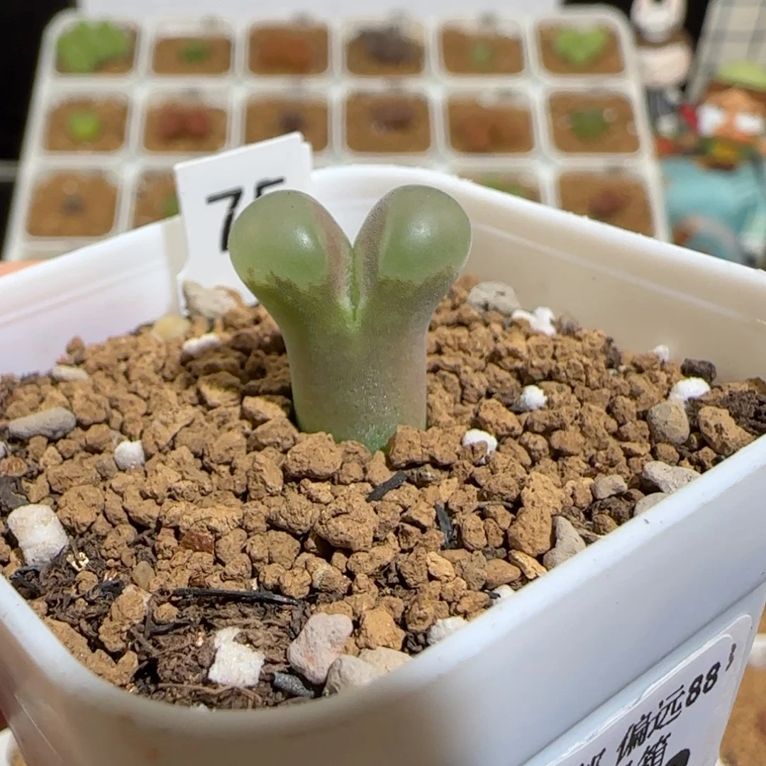 肉锥多肉植物组合-cr1132侧影1512