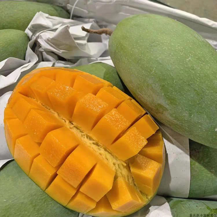 广西百色青皮金煌芒果当季新鲜现摘水果爆汁脆甜皮薄肉厚田东