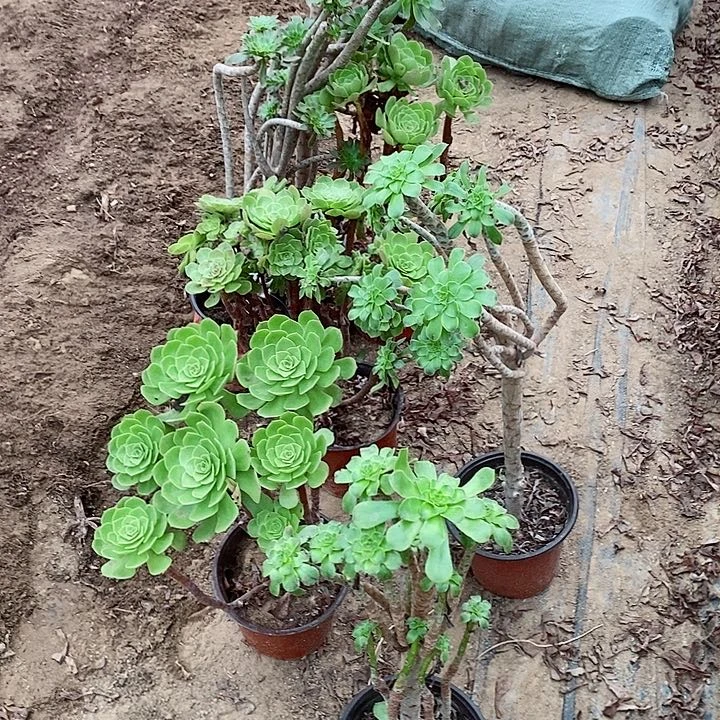 组合原始绿加万圣节7棵150元