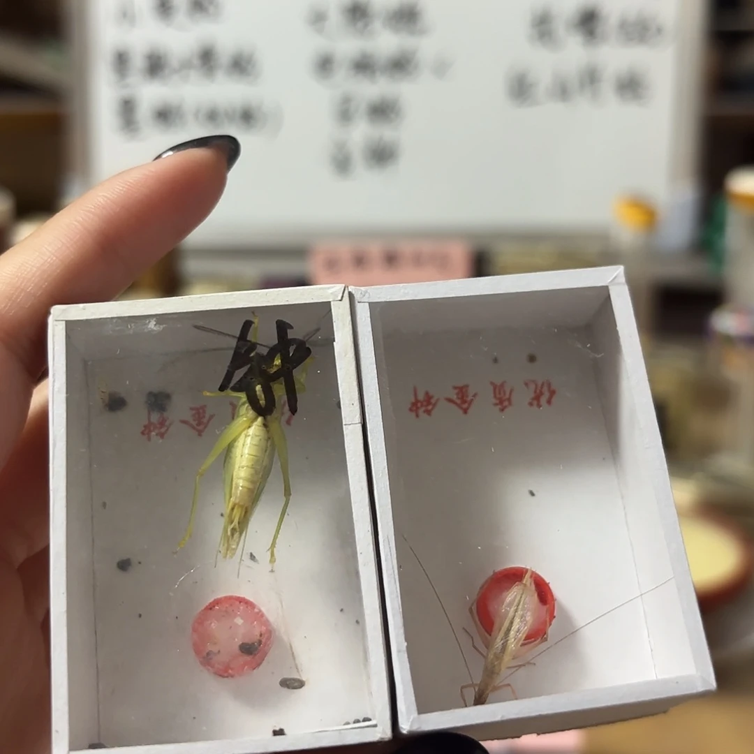 金钟 红山不包断须尾