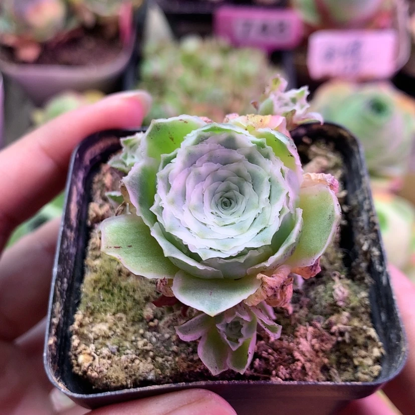 【闪购商品】꧁****꧂秋夕001