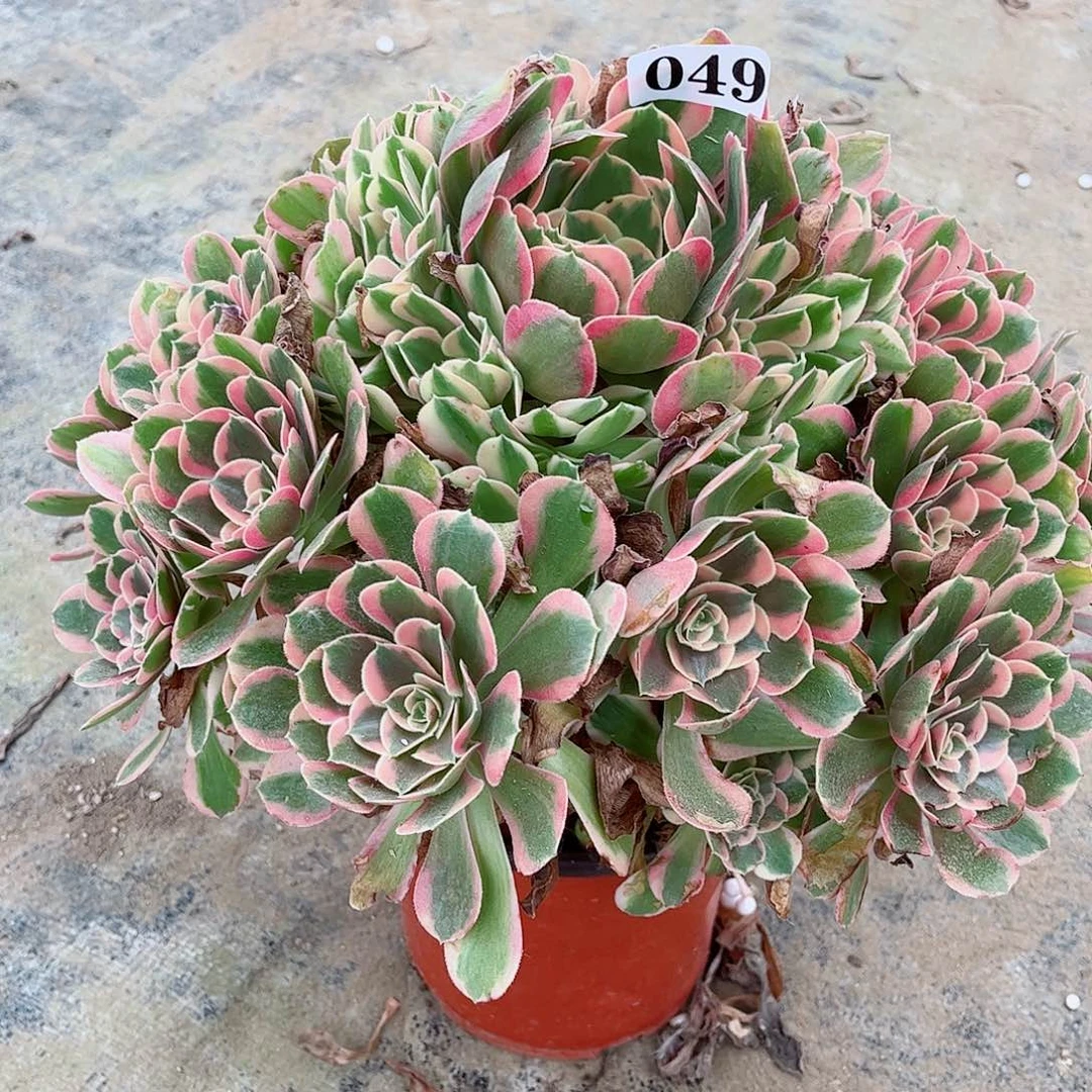 无花朵冬*多肉植物布加迪寄养049