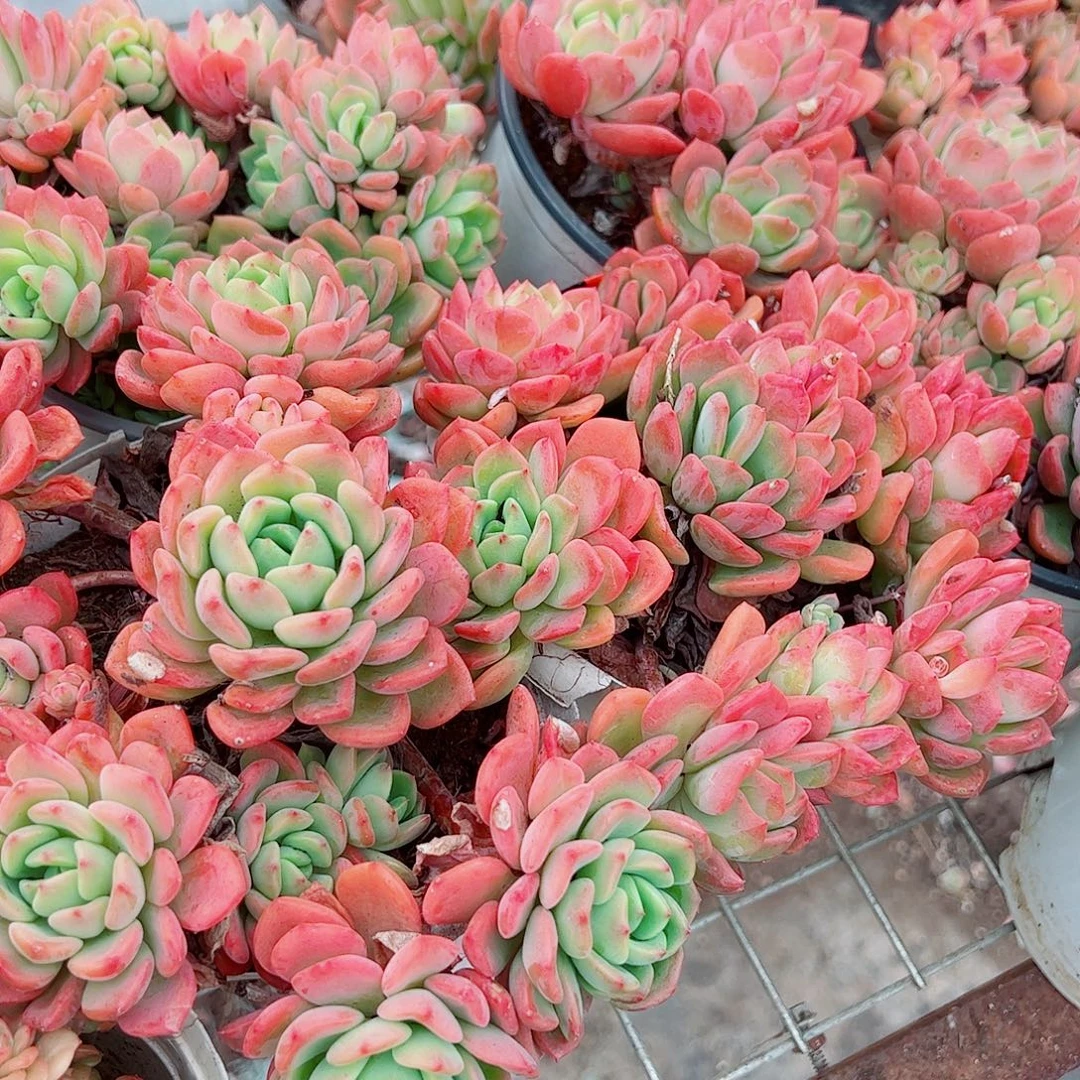 芬达多头造型精品二盆