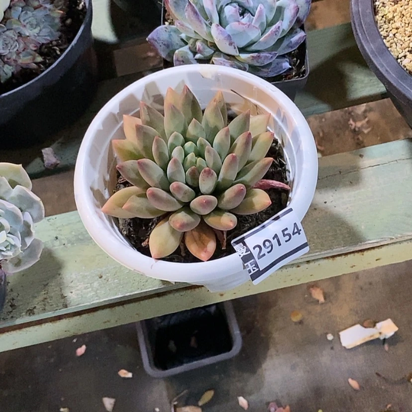 【闪购商品】沐*水晶球29154