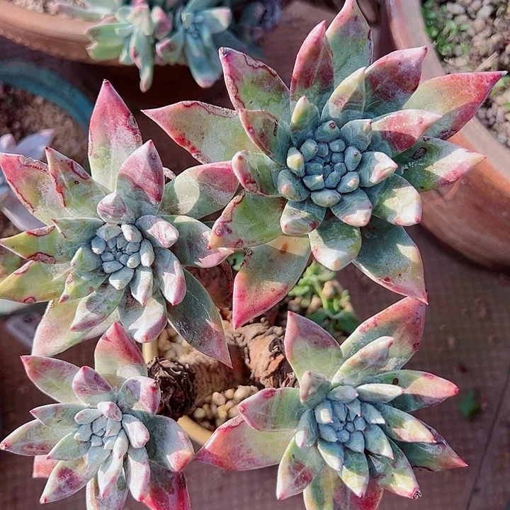 8638法锐苹果叶仙女杯多肉