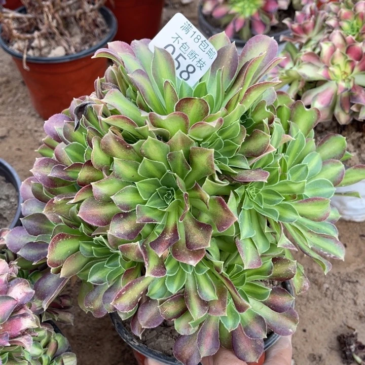 058火焰山shoupeng2haop