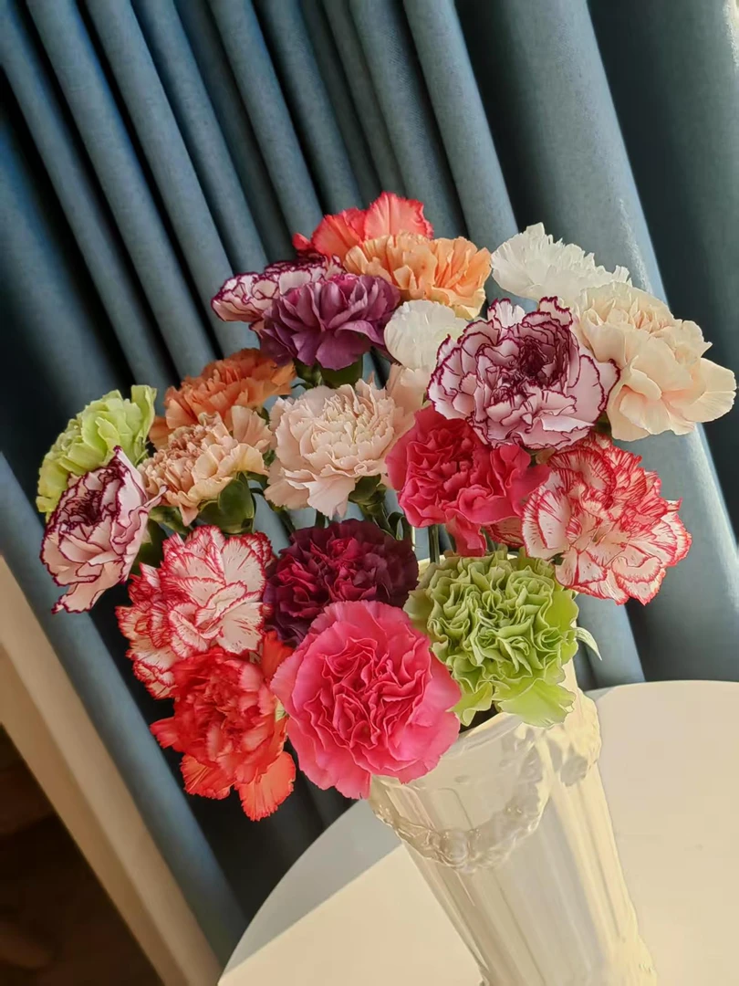 混色单头康乃馨云南鲜切花花期超长适合夏天家居装饰