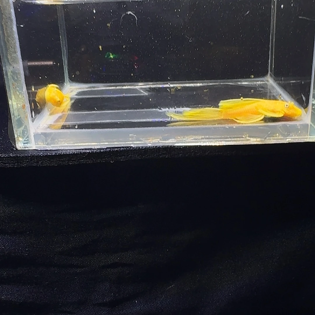 孔雀鱼孔雀鱼胡子24