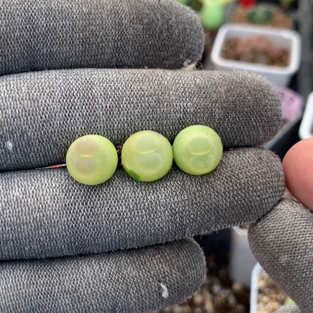 903号大王拉登3颗