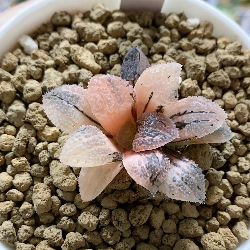 【闪购商品】110具味城锦