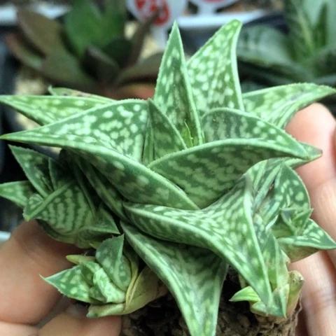 翠花掌芦荟母本带6个侧牙