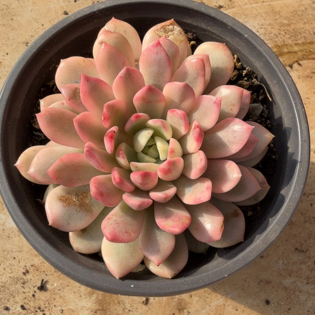 红宝石锦，多肉锦多肉