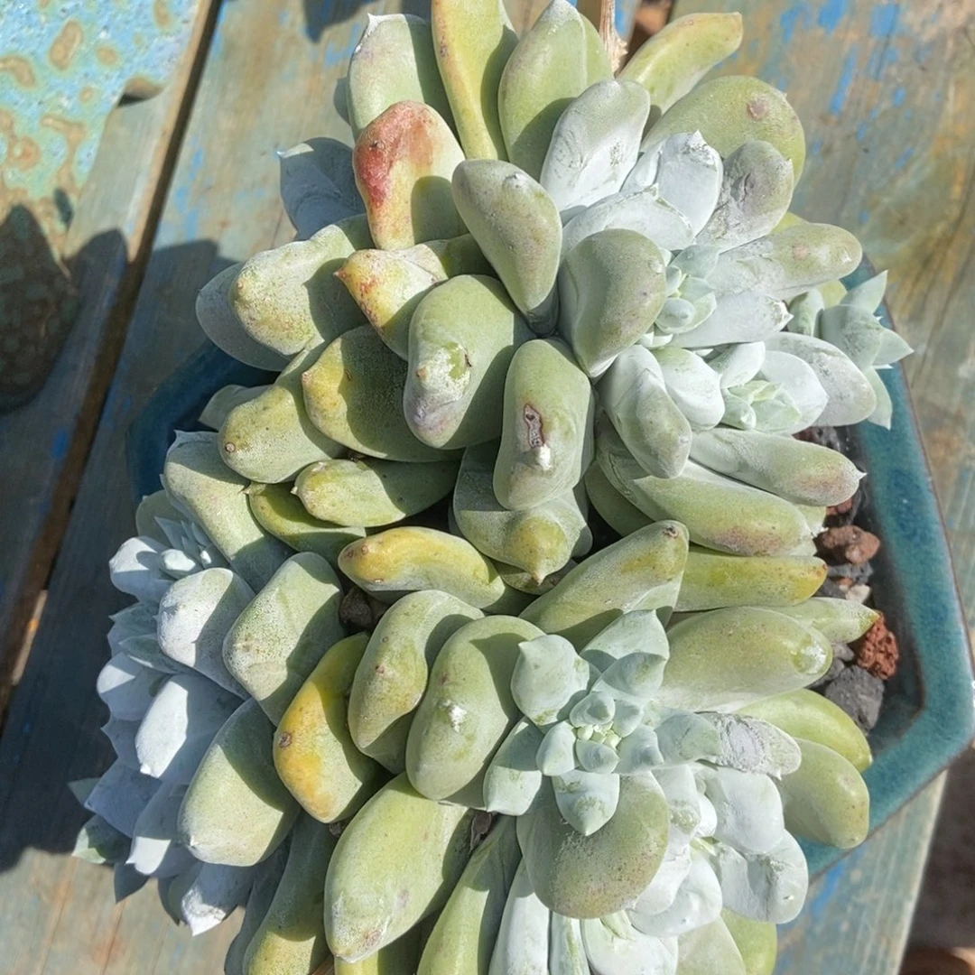 大脸拇指啦啦啦啦多肉