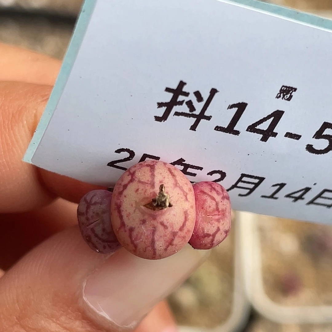 14-53肉锥多肉植物