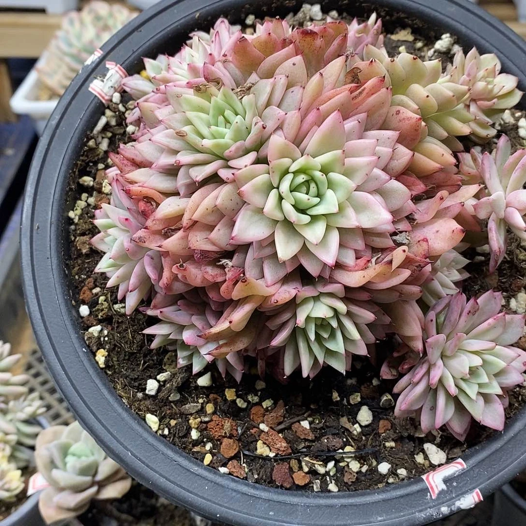 1955 原始绿爪覆轮锦大群 20 厘米盆