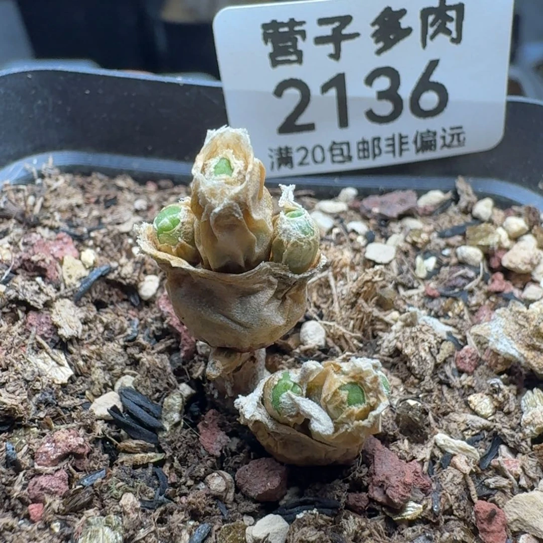 碧光环带盆土。