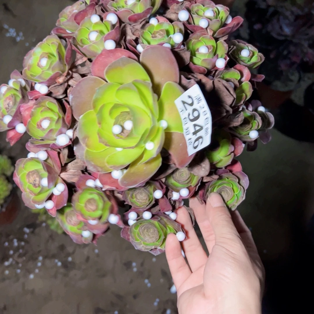 2946玫瑰多肉植物法师
