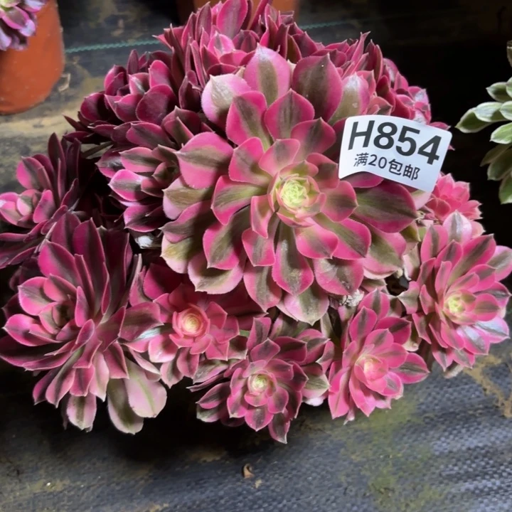 瑞妈一物一拍854有断枝，