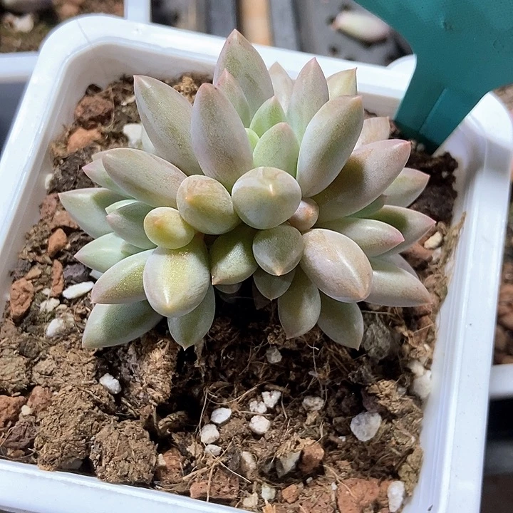 多肉植物车厘子1578