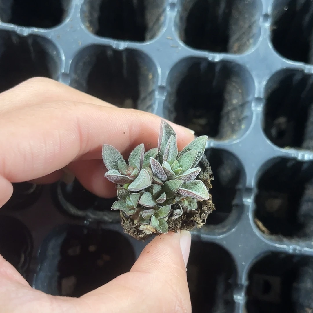 精品小无敌多肉植物