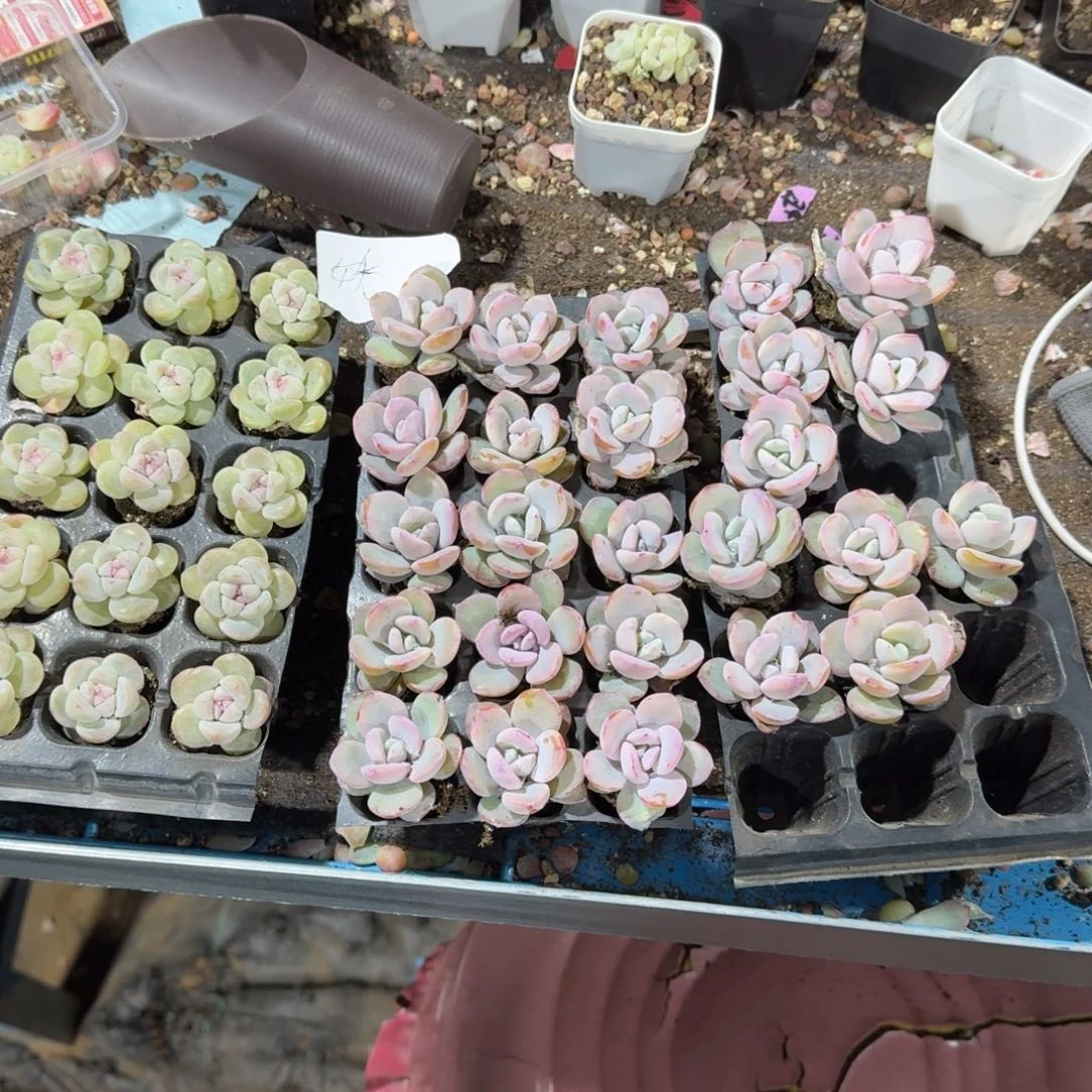 娇一物一拍专拍链接