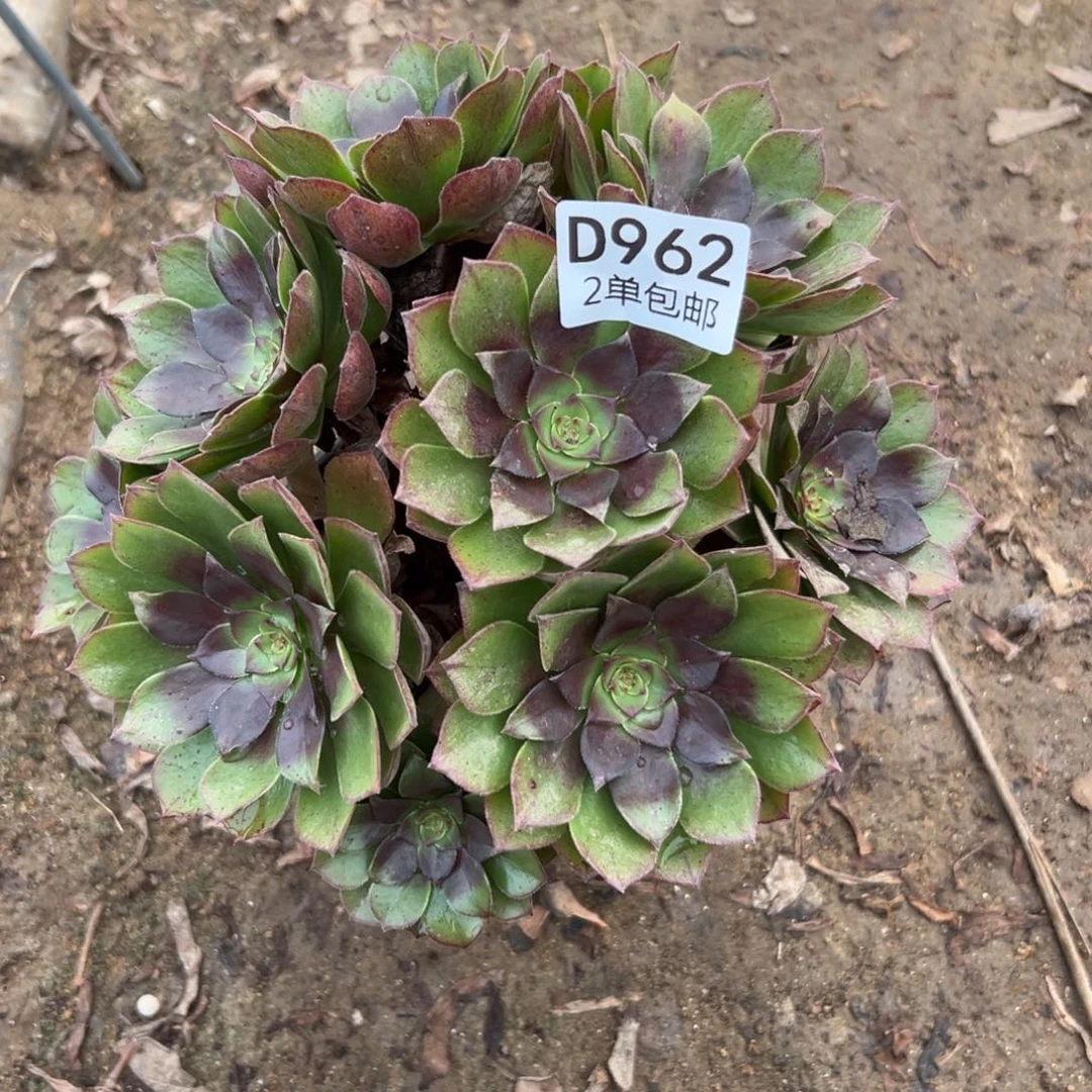 962多肉  桃花石不包断头