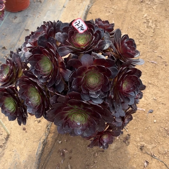 17-74赤焰莲朵朵多肉植物