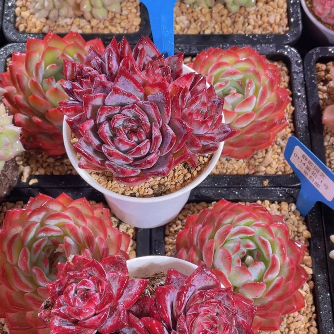 0114-2-全状态黑卡群生一刻