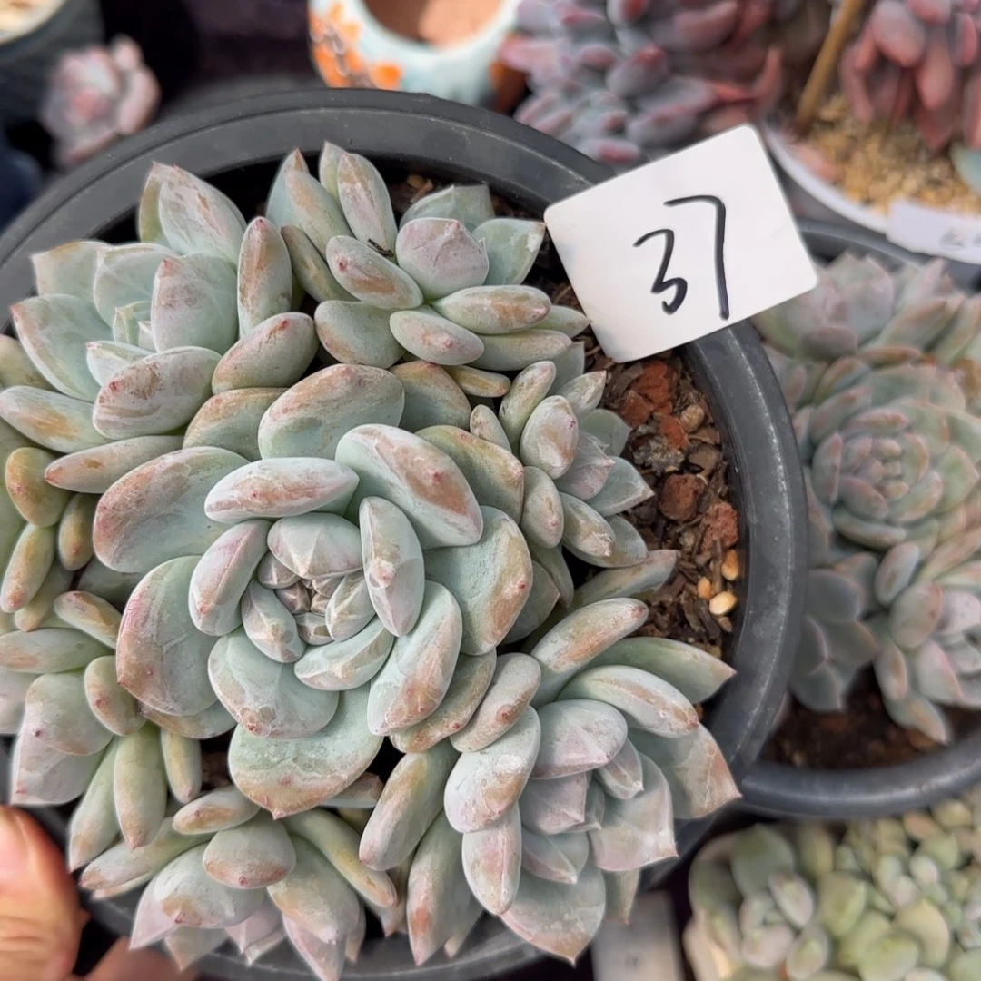小****星影8头手捧一物一拍37